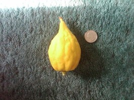 5 Citron Citrus Medica Etrog Esrog Rare Exotic Fruit Seeds Unique Religious - $3.75