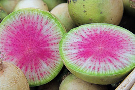 100 Watermelon Radish Seeds Very Radish Fresh Seeds Gardening USA - £17.27 GBP