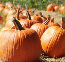 Berynita Store Pumpkin Howden The Carving Pumpkin 20-30+ Lbs Non Gmo Heirloom Or - £7.45 GBP