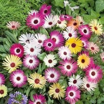 Ice Plant Mix Livingstone Daisy 250 Seeds Free Shipping - $75.58 MXN