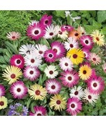 Ice Plant Mix Livingstone Daisy 250 Seeds Free Shipping - $76.02 MXN