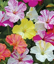 New Fresh Seeds 25 Striped Mix Four Oclock Flowers Seeds 4 Oclock Seeds Flower P - $8.98