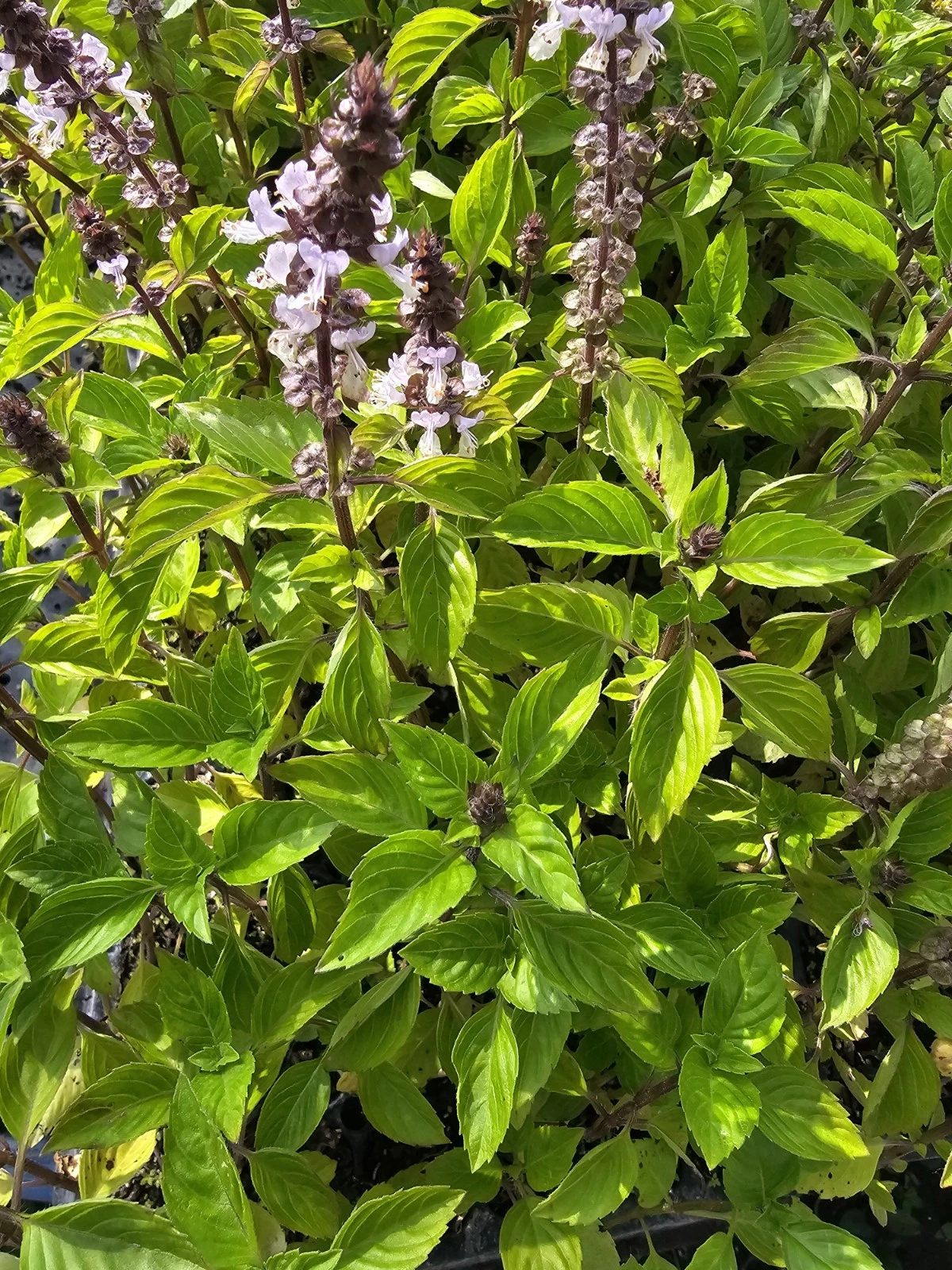 Holy Basil Live Plant 5" Tall~Kapoor~Tulsi~Ocimum Africanum 3 Plugs Per Order Item image 2