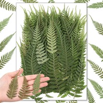 200 Pcs Pressed Dried Flowers Leaves Real Natural Ferns Dried Leaves Pla... - $25.99