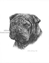 #372 BLACK SHAR PEI  portrait  dog art print * Pen and ink drawing * Jan... - $12.50