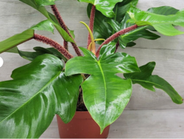 Live Plant Philodendron Squamiferum Hairy Philodendron,Well Rooted START... - £17.32 GBP