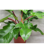 Live Plant Philodendron Squamiferum Hairy Philodendron,Well Rooted START... - £17.32 GBP