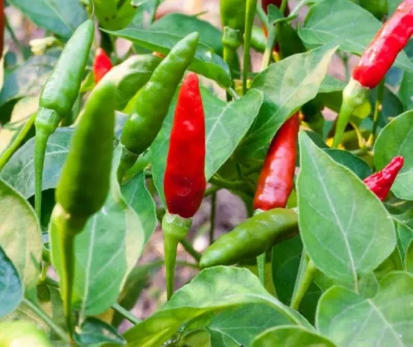 10 Thai Dragon Pepper Seeds Spicy Hot Grown In Usa Fresh Garden - $10.00