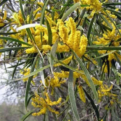Acacia Acuminata - Raspberry Jam Wattle Australian Native 100 Seeds - £8.86 GBP
