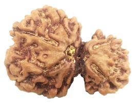 Rare Super Collector 7 Mukhi Gauri Shankar Rudraksha - Nepal - IGL Certi... - €132,92 EUR