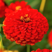 Cherry Queen Red Zinnia Pollinator Giant Scarlet Rose Flower Fresh Garden USA SE - £7.40 GBP