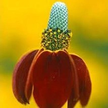 New Fresh USA Seller Red Mexican Hat Flower Seeds - $7.98