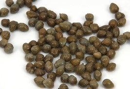 Caper Bush {Capparis Spinosa}  25+ Seeds   - £7.90 GBP