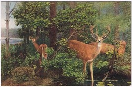 Postcard Northern White Tailed Or Virginia Deer Field Museum Natural History  - £2.36 GBP
