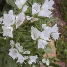 Echium Seed Echium Plantagineum White Bedder Flower Seeds 2000 Seeds Fresh Garde - £15.73 GBP