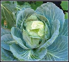 Cabbage Seed, Golden Acre, Heirloom, Organic, Non GMO, 500 Seeds, Tasty Healthy  - £10.78 GBP