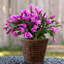 100 Seeds Schlumbergera Zygocactus Seeds Garden - $13.79