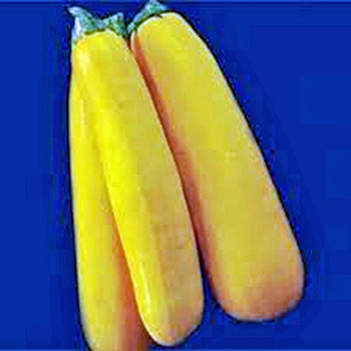 Squash Seed,Golden Zucchini Squash, Heirloom, Organic, 100 Seeds, Non GMO - £6.77 GBP