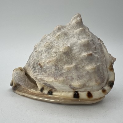 Horned Helmet Bull Mouth Conch Tiger Stripe Shell Seashell 4.5&quot; Aquarium... - $14.95