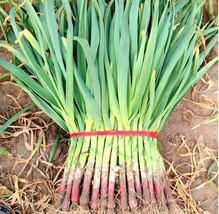 Red Root Leek Seeds - $220.13 MXN