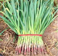 Red Root Leek Seeds - £9.27 GBP