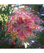 25 Seeds Passion Bee Flowers Floral Garden Best Price - £6.19 GBP