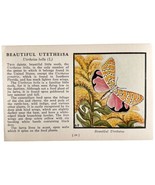 Beautiful Utetheisa Moth 1934 Butterflies Of America Antique Insect Art ... - $19.99