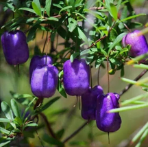 Purple Appleberry (Billardiera longiflora) - 20 Seeds &gt; Edible Native - £7.51 GBP