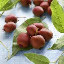 Item image 8