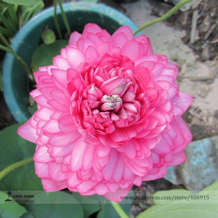 SL New Bonsai Balcony Red Multi-Petalled Lotus Flower Seeds, Professiona... - $0.80
