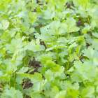 Coriander Seeds - Organic - Non Gmo - Heirloom Herb 10 Seeds - $10.98