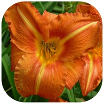TUSCAWILLA TIGRESS - Daylily 5 Plants Large Blooming Perennial Flower Re... - $105.99