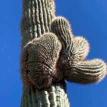 Carnegiea gigantea crested - Giant Saguaro Sajuaro Cactus Seeds Fresh Seeds - £9.38 GBP