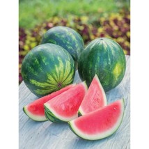 50+ Piccolo Hybrid Seedless Watermelon Seeds – Sweet Mini Garden Fruit - $16.50