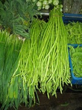 USA Non GMO Bean Yard Long Beans Pole Type Green 25 Seeds - £7.09 GBP