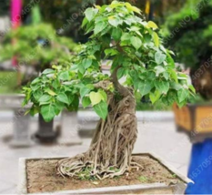 10 Seeds Imported Bodhi Tree Religiosa Potted Moraceae Perennial Sacred Fig Bons - £5.56 GBP