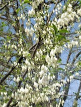 10 Big Flowered Silverbell Seeds Halesia Diptera Var. Magniflora USA SEL... - £9.01 GBP