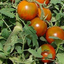 25 Pc Seeds Rambling Red Stripe F1 Tomato Plant, Tomato Seeds for Planting | RK - £16.72 GBP