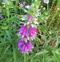 Fresh Lemon Mint Seeds Monarda citriodora Lemon Horsemint - $4.00