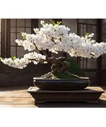 White Cherry Blossom Bonsai seeds - $12.86