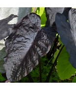 Black Sapphire Colocasia Gecko Elephant Ear Rare Live Plant Bulbs Fast G... - $353.82 MXN+