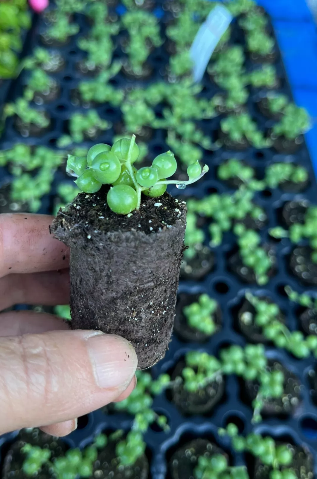 Well-rooted Staters Unique Succulent Collection, Live Plant - $22.96