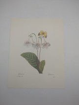 P J Redoute Beautiful Flowers Gloxinia Botanical Art Print Book Plate 137 - $11.86