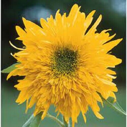 25 Double Quick Sunflower Flowers Flower Bloom Perennial Seeds - $15.99
