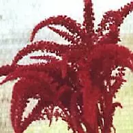 Amaranthus Hot Chili 500 seeds - $24.48