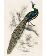 13223.Decor Poster.Home wall.Room vintage art design.Peacock bird illust... - $23.47 CAD+