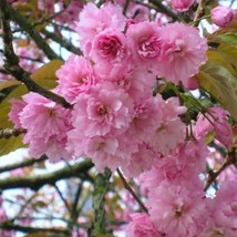 10 Japanese Cherry Cuttings Fresh Unrooted Stems Ornamental Flowering Tree - $29.99