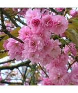 10 Japanese Cherry Cuttings Fresh Unrooted Stems Ornamental Flowering Tree - €25,79 EUR
