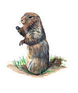 Prairie Dog Sticker Decal Helmet Equipment Cooler Fishing Hunting Campin... - €6,03 EUR+