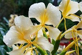 5 HAWAIIAN WHITE GINGER PLANT ROOTS ~ GROW HAWAII - $84.88